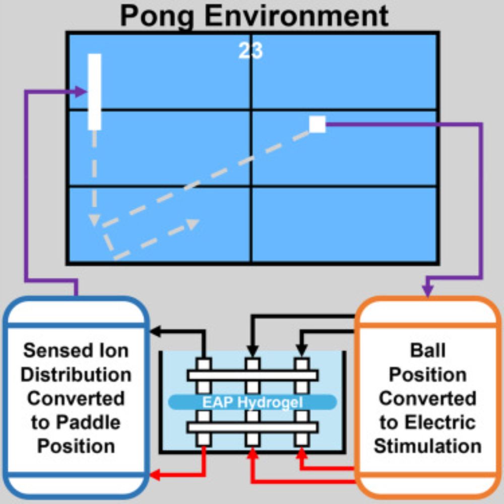 Electro-active polymer hydrogels exhibit emergent memory when embodied in a simulated game environment