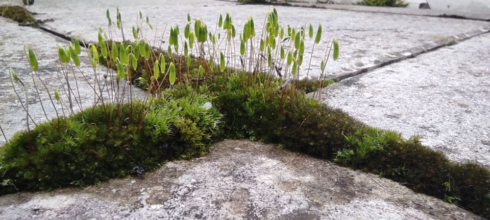 Photo de détail d'un plant de mousse à la croisée des joints ouverts entre les dalles de béton du balcon. Une petite forêt de sporophytes en émergent, capsules vert pomme suspendues au bout de long filaments verticaux rougeâtres. De petites et sporadiques taches noirâtres constellent l'espace minéral entre les bras de verdure.