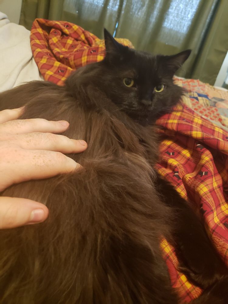a youngish male black/brown long hair siberian mix cat named Tetris reciveing pets on a bed during his owner's moving process. 