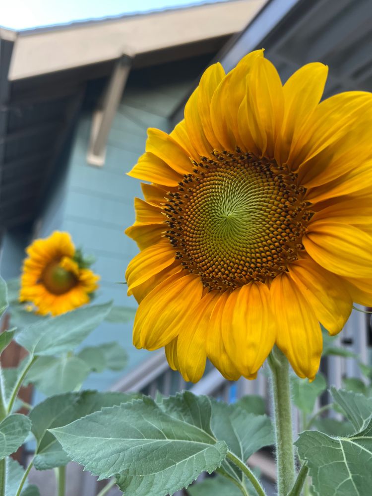 A close up of a sunflower in full bloom. A second sunflower is in the background, slightly out of focus.