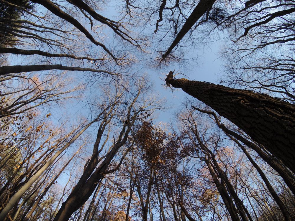 Fisheye picture through trees