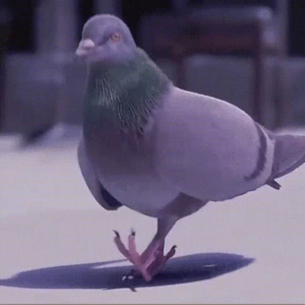 a pigeon is walking on a white surface with a shadow on the ground