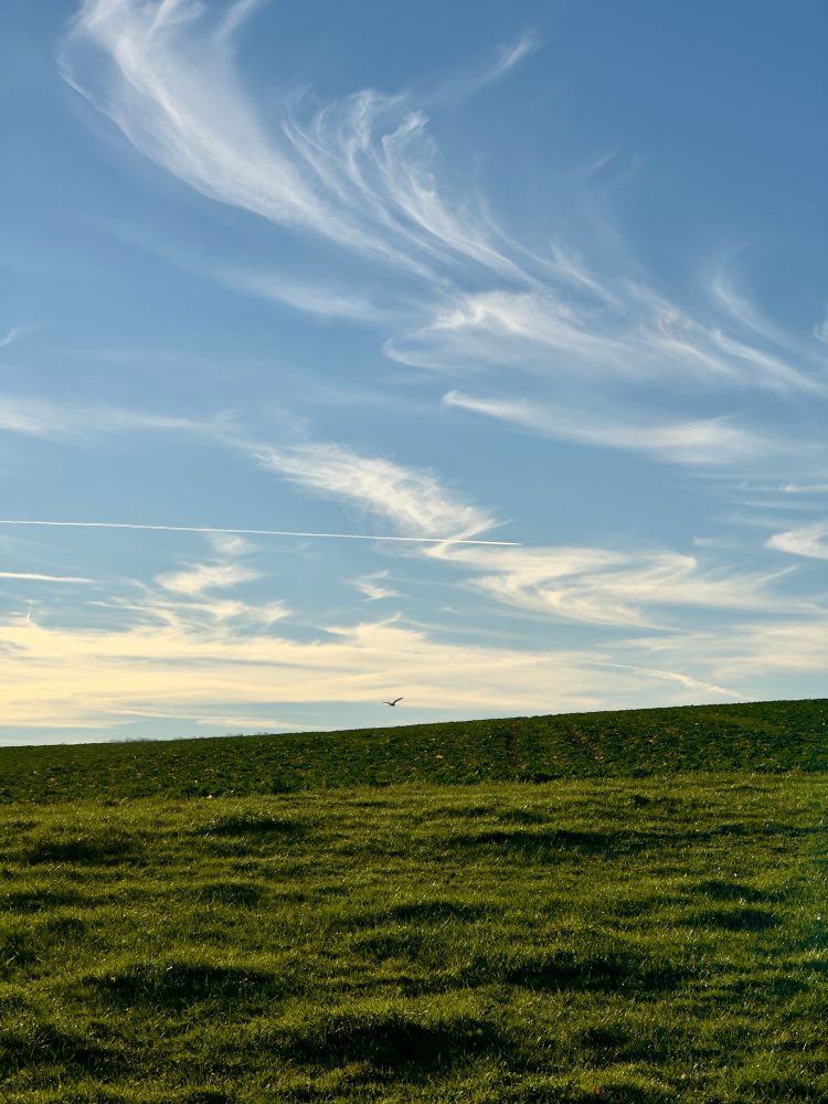 Das Bild zeigt eine weitläufige grüne Wiese, die sanft ansteigt und in den Himmel übergeht. Der Himmel ist klar blau mit langen, geschwungenen weißen Wolken, die wie Pinselstriche wirken. In der Mitte des Bildes fliegt ein Vogel, klein und deutlich sichtbar, gegen den hellen Himmel. Die Szene wirkt ruhig und idyllisch.