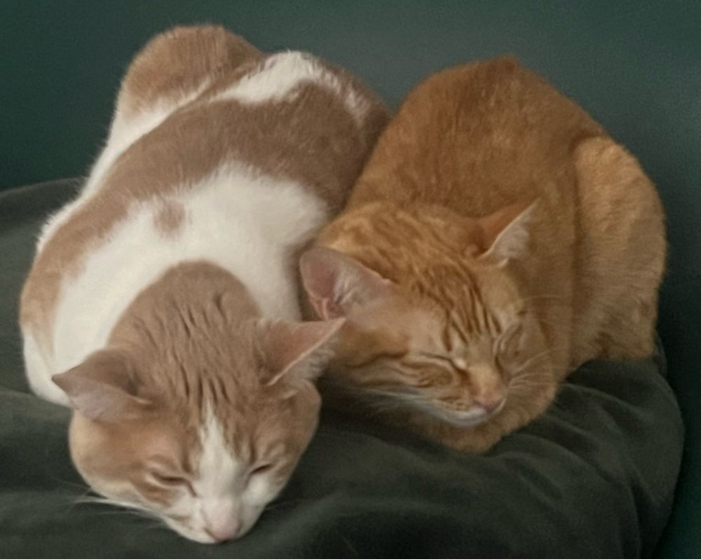 A photo of two orange cats sleeping