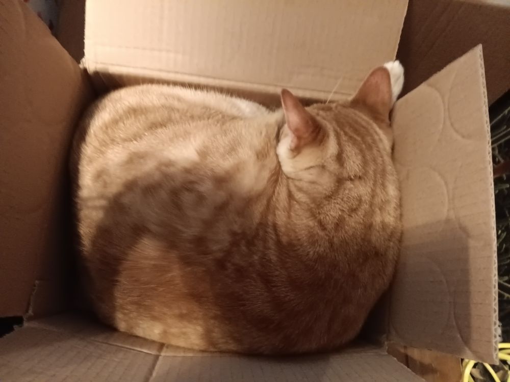 An orange tabby cat in a box that he squishes into and fills the entire box.