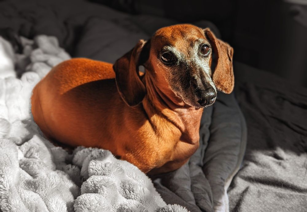 Photo of Schnerp, the cutest mini dachshund in the world. He is looking soulfully into the camera against a b&w background of blankets.