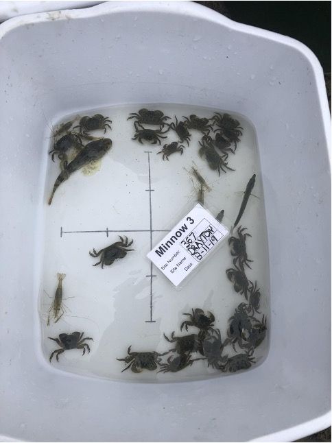 a white bin filled with water and assorted crabs, fish, and shrimp. The tag reads, "Minnow #3".
