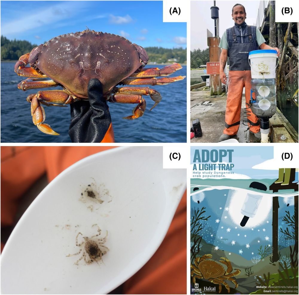 Dungeness crab (A) adult phase and (B) phenotypic variability of larval/megalopal phase. (C) Example of light trap deployed by larval crab monitoring network participants across the Salish Sea. Standardized components include trap volume, number of entry points, and light intensity. (D) Poster used to recruit volunteers in the Canadian Salish Sea. Photo credits: Ally Galiotto, Swinomish Indian Tribal Community. Illustration by Mercedes Minck, Hakai Institute.