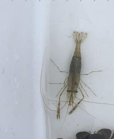 A close-up of the white bin revealing that one of the shrimp is the non-native Palaemon macrodactylus.