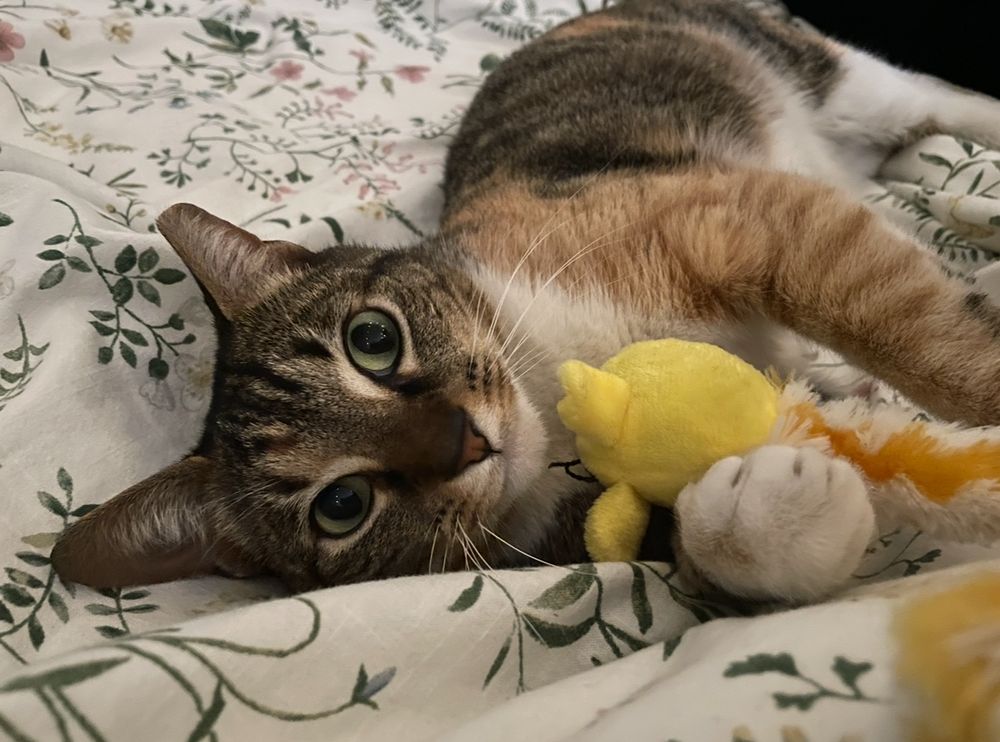 picture of a tortoiseshell cat laying on her side in bed, holding a yellow mouse toy