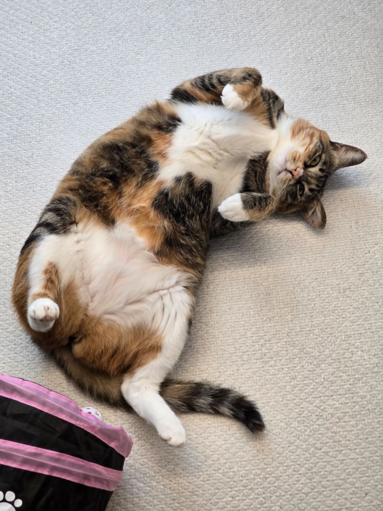 발라당 누운 고양이