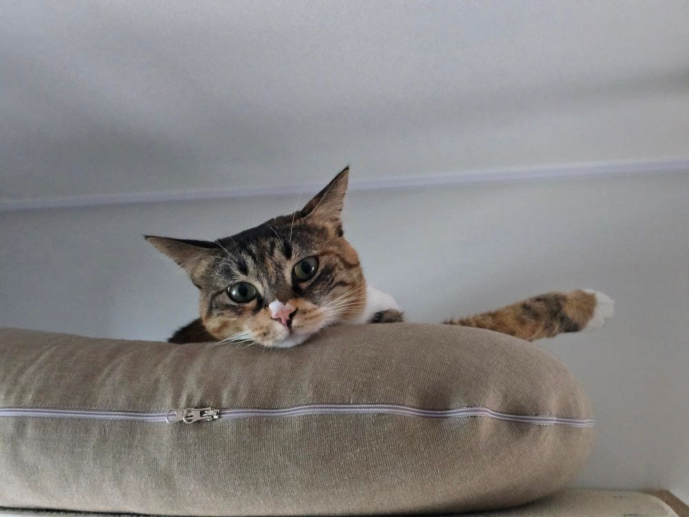 쿠션에 누워 집사를 바라보는 고양이 귀가살짝 누워있다