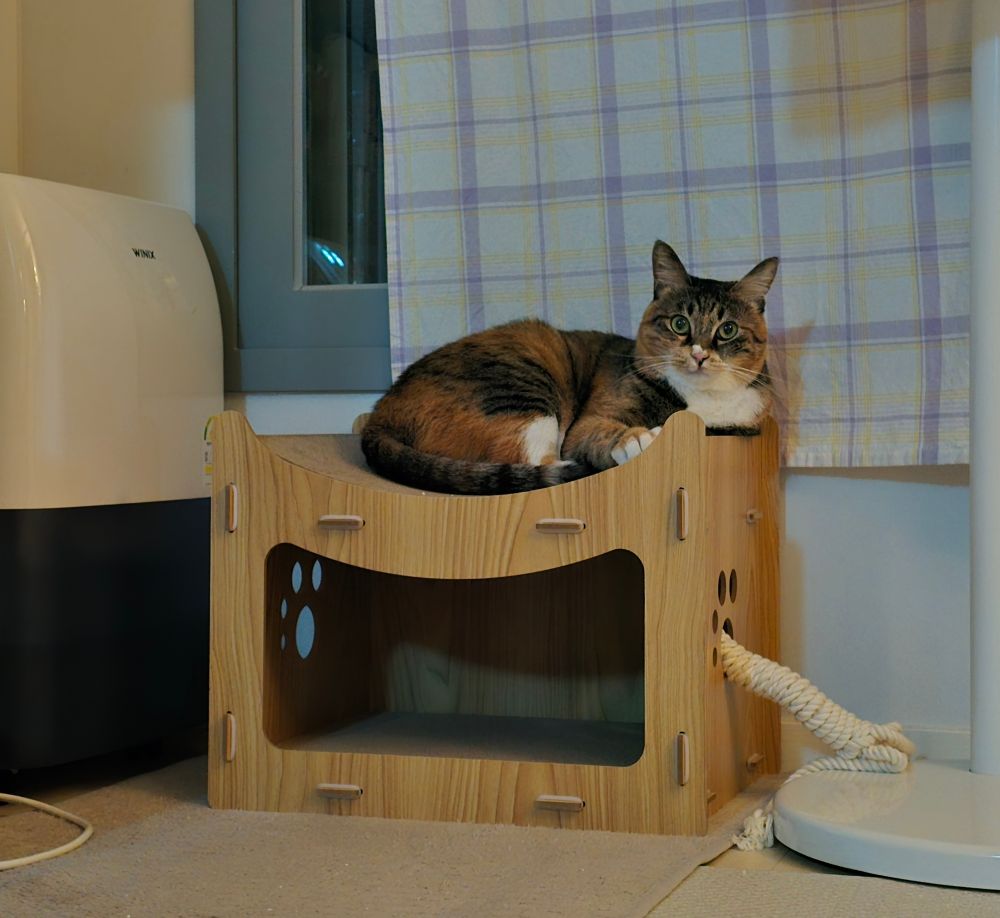 스크래쳐 숨숨집 위에 자리 잡은 고양이