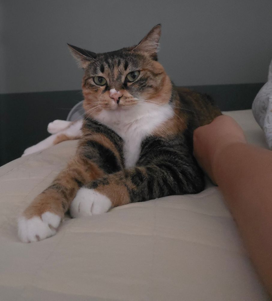 귀를 살짝 눕히고 있는 고양이