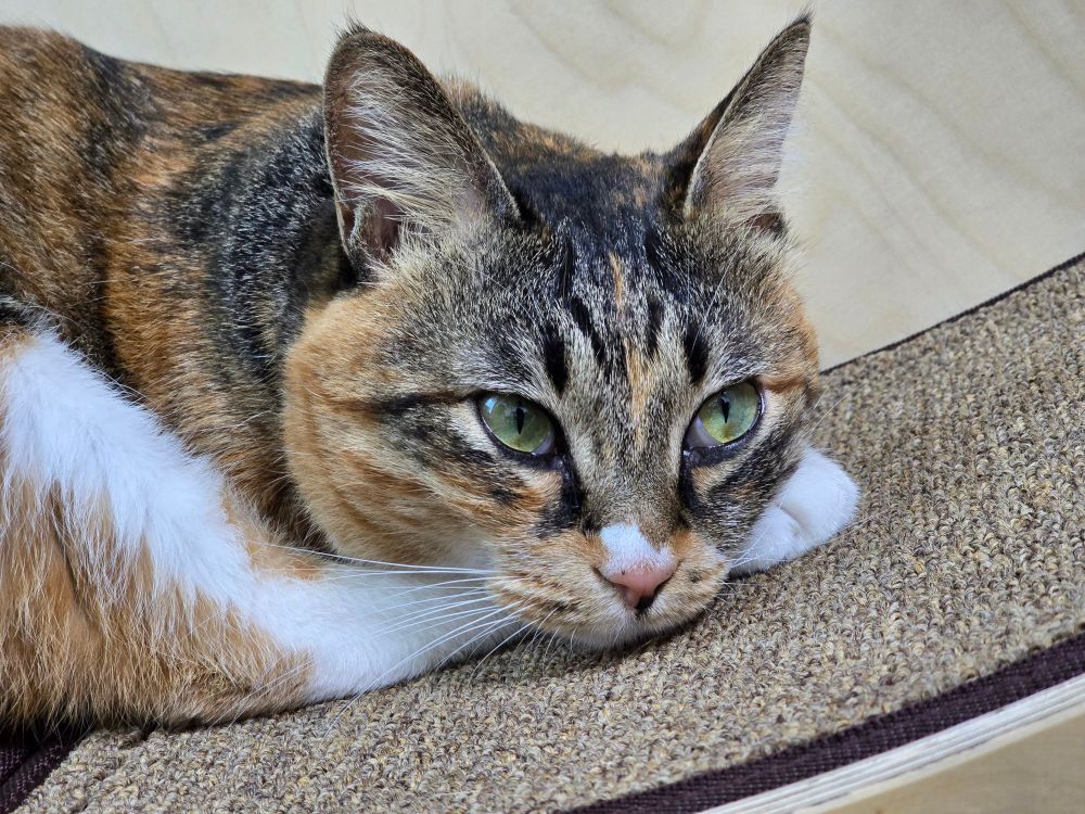 눈빛이 반짝이는 귀여운 고양이