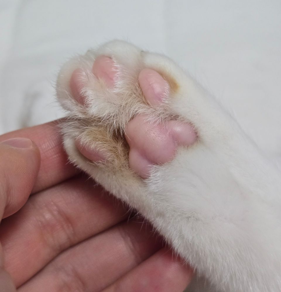 고양이의 발바닥 클로즈업