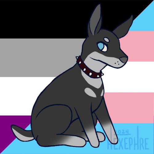 digital art of a chibi dog with a spiked collar. behind him are the ace and trans flags.