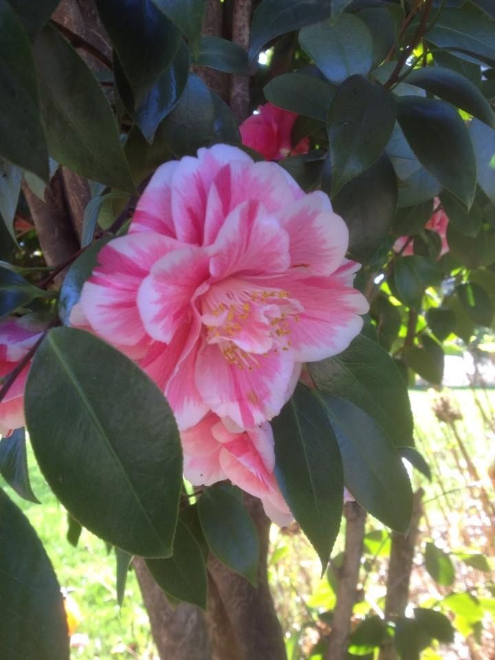 A ink and white striped camilia bloom. 