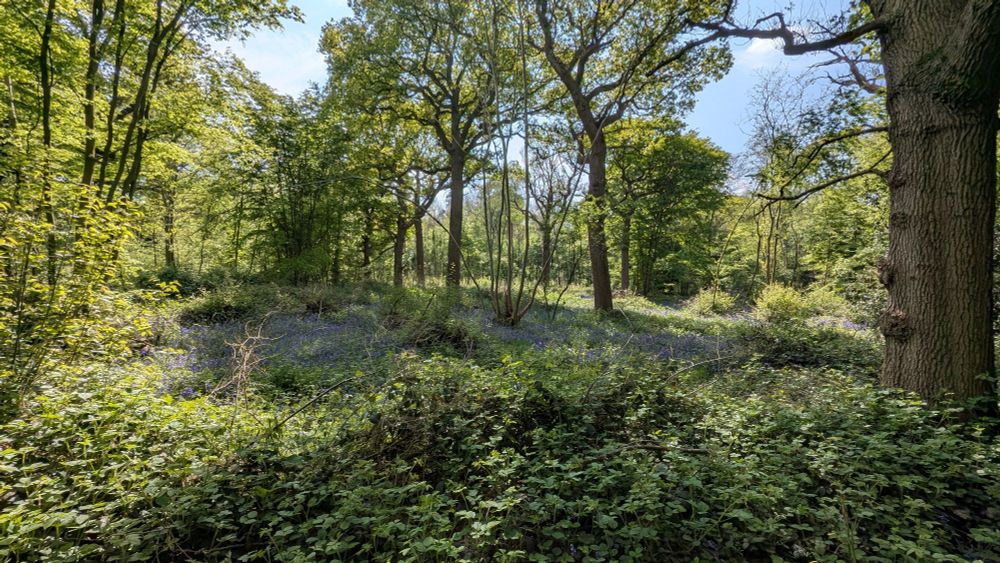 Ancient woodland with a carpet of bluebells.