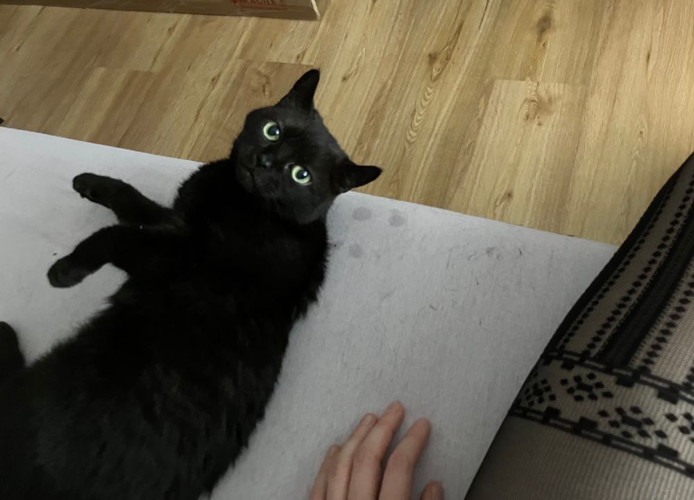 kleine schwarze katze guckt skeptisch während sie sich auf dem rücken hin- und herrollt