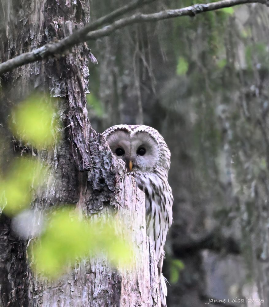 A grey striped owl peeking from behind a dead tree trunk.