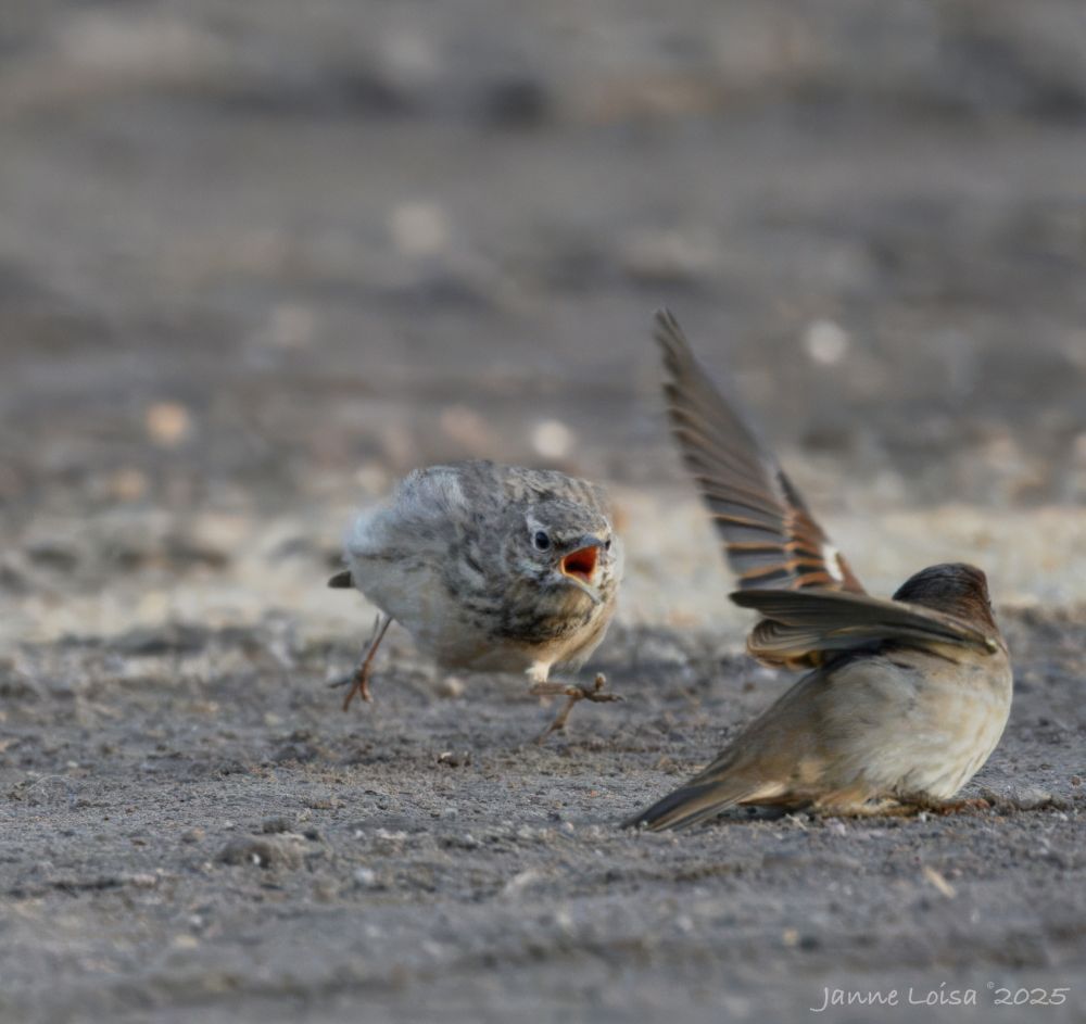 A Crested Lark chasing a House Sparrow away.