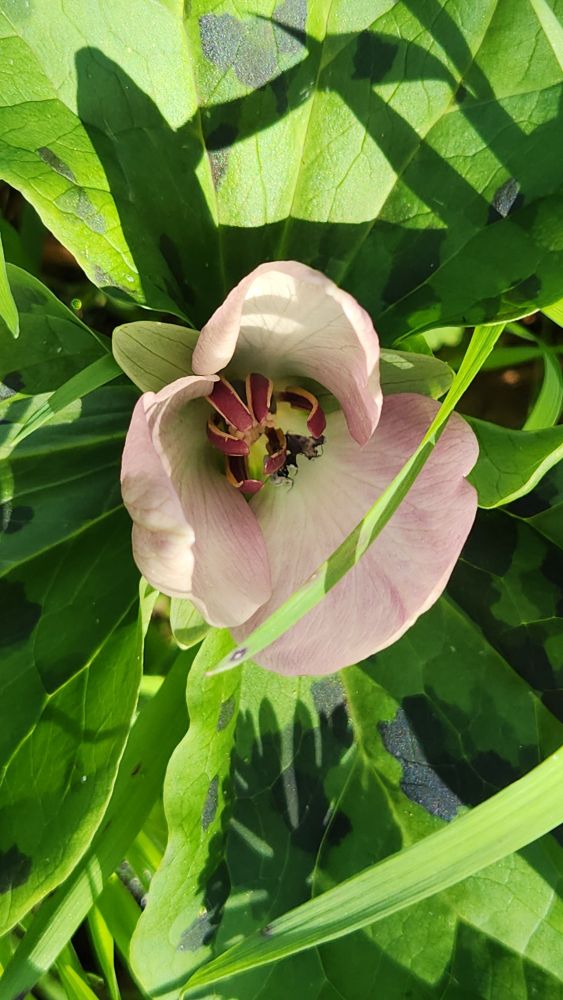 Flower of a giant Wakerobin, light pink to white instead of dark red.