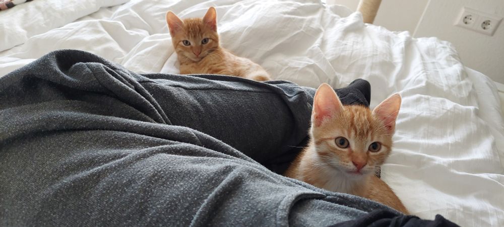 Zwei kleine orangefarbene Katzen sitzen nah an zusammengefalteten Beinen, die eine graue Jogginghose tragen.