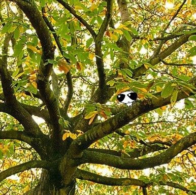 smol guy sitting in a tree