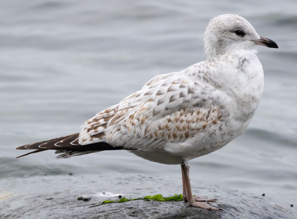 This 1st cycle Ring-billed Gull confused me. It resembles a Short-billed in build, but the plumage aspect is Ring-billed. The dark grey chevron pattern on the scapulars is also interesting.

This is a good reminder to myself to look out for individual variation that deviates from expectations.