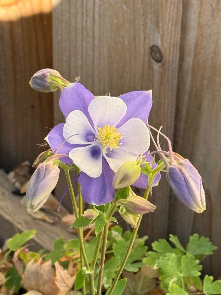 A blue and white swan columbine in bloom surrounded by fallen leaves. 