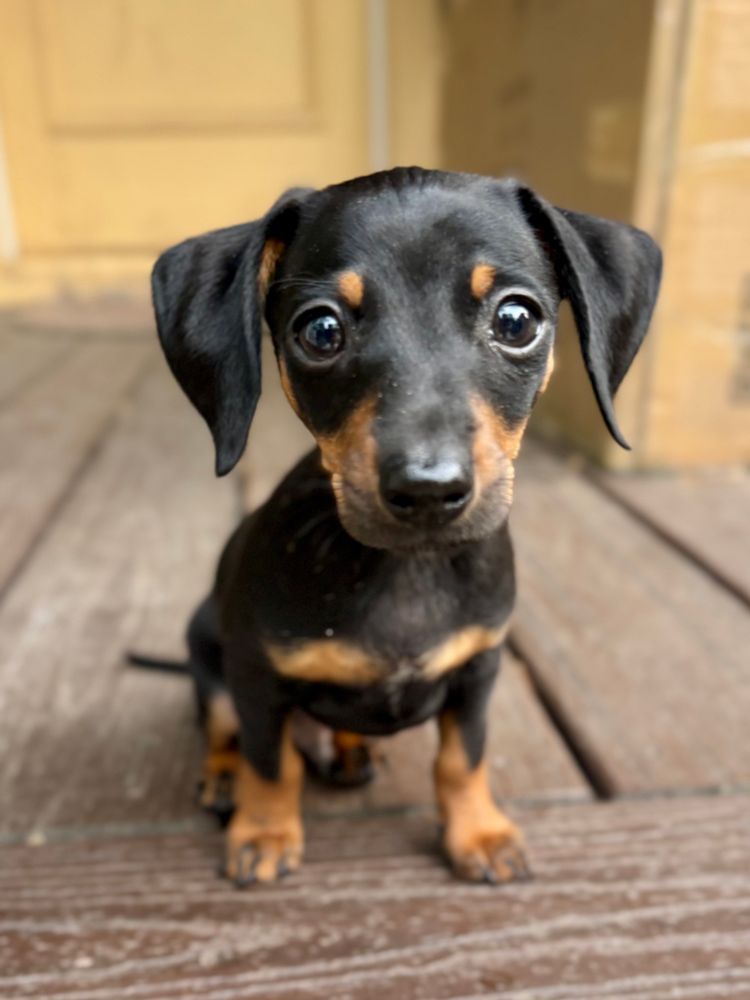 The most adorable puppy on the planet. 