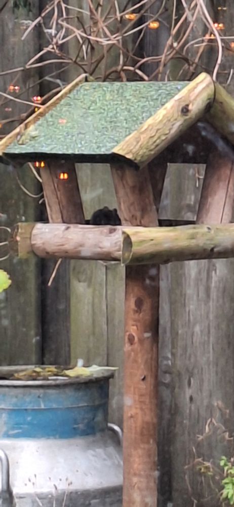 Muisje snoept van vogelvoer