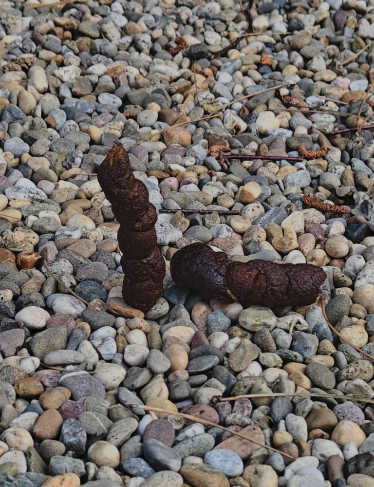 2 pieces of dog shite.