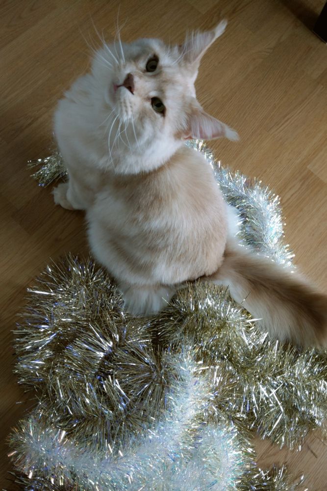 Vue en plongée d’un chat qui regarde en l’air et qui est assis sur un tas de guirlandes de Noël.