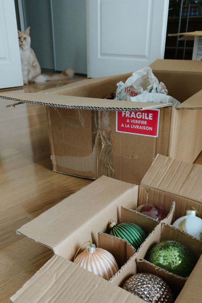 Deux cartons remplis de décorations de Noël sont posés sur le sol. À l’arrière-plan, un chat est assis sur le seuil de la porte et regarde les cartons.