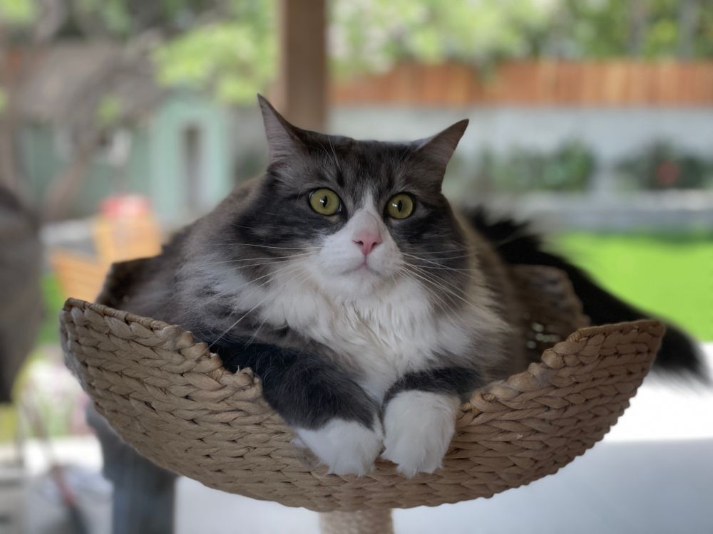 A fluffy grey and white cat lying in the top perch of a cat tree, with a thousand-yard-stare that makes it clear his one brain cell is overloaded at the moment. 