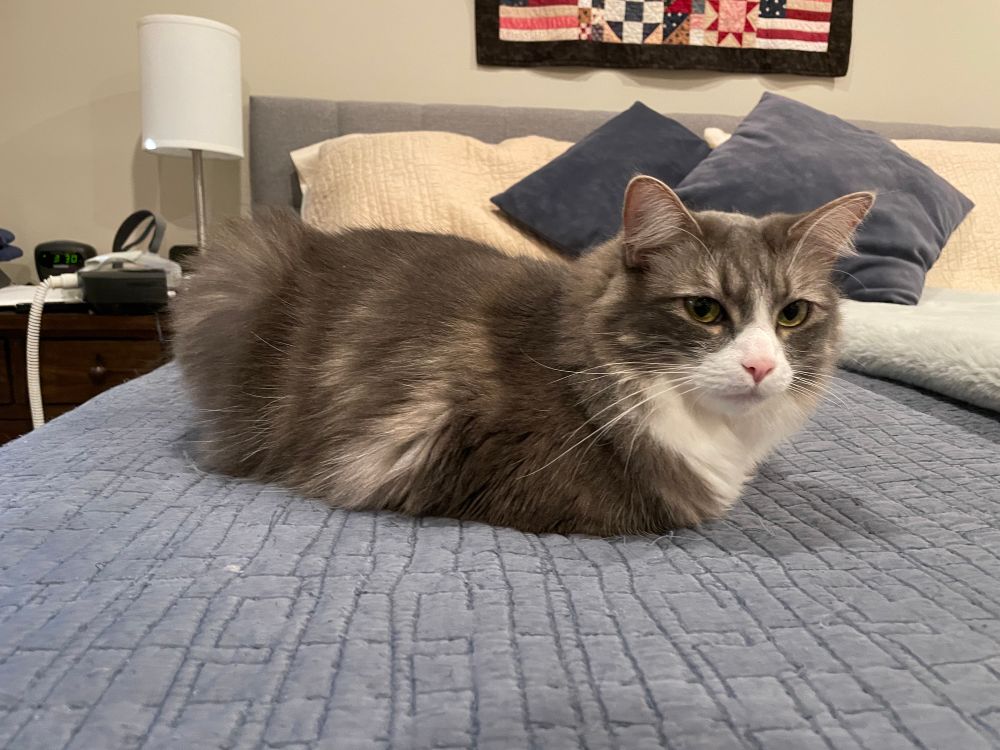 A fluffy grey and white cat is lying on a bed with nary a paw in sight. 