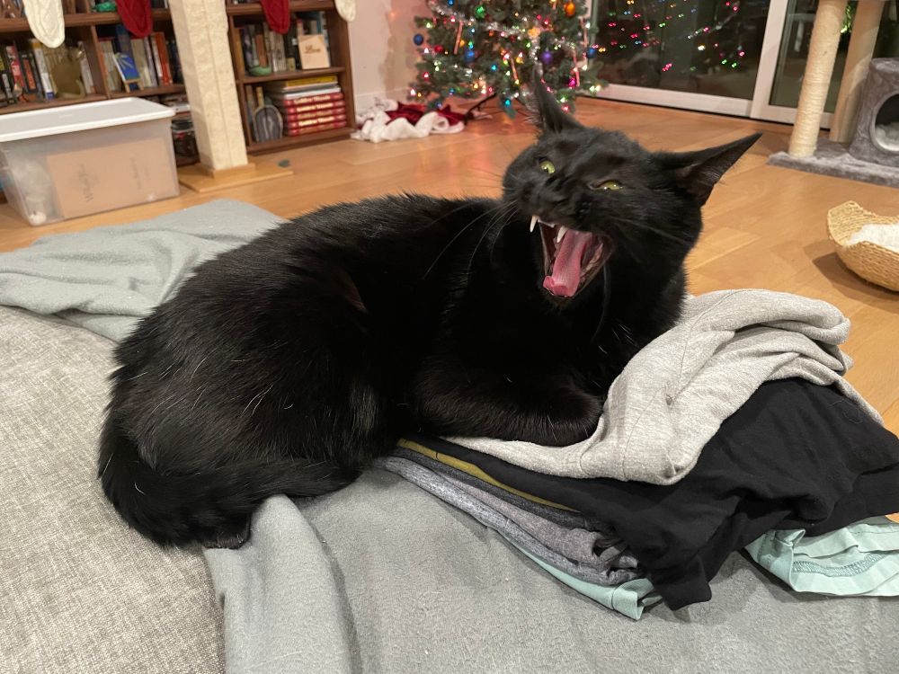 Small black cat yawning as she sits on a pile of folded laundry.