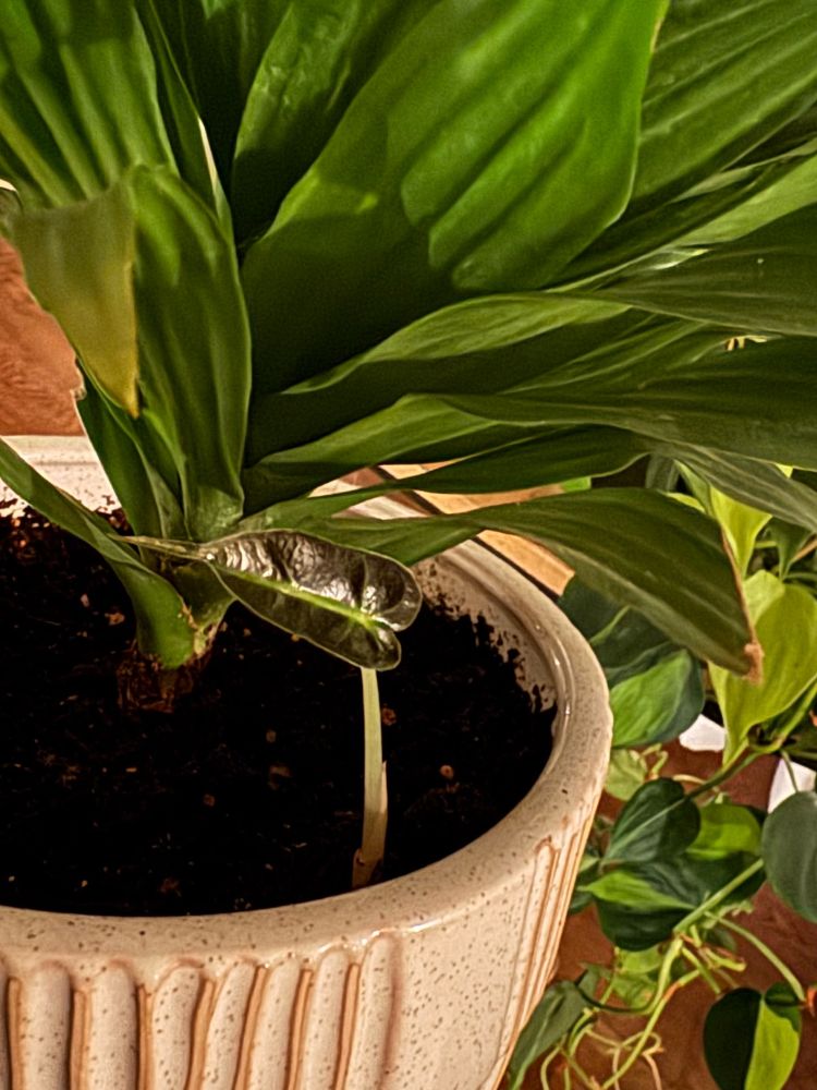 Baby plant growing with a larger plant 