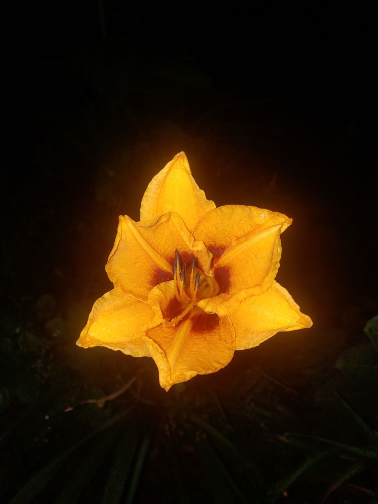 A night photograph of a fluted yellow daylily with a deep crimson center.   The flash illuminates the flower whilst obscuring the background in darkness.
