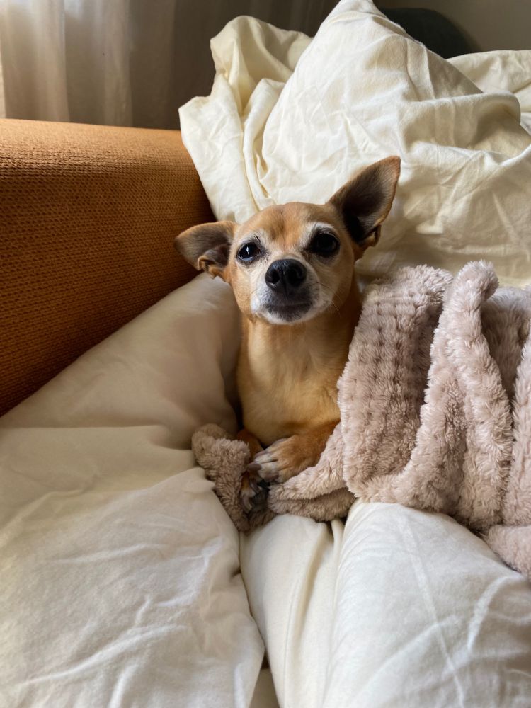 A very cute senior chiweenie is cuddled up in cream colored blankets. He’s making a cute expression that seems to say “what’s up I’m sleepy”. One ear is alert and the other is down. 