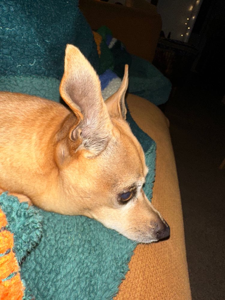 A senior chiweenie is resting his head on a forest green blanket. His ears are perked up and are as big as his little skull. You can only see his long neck and head. He’s cute. 