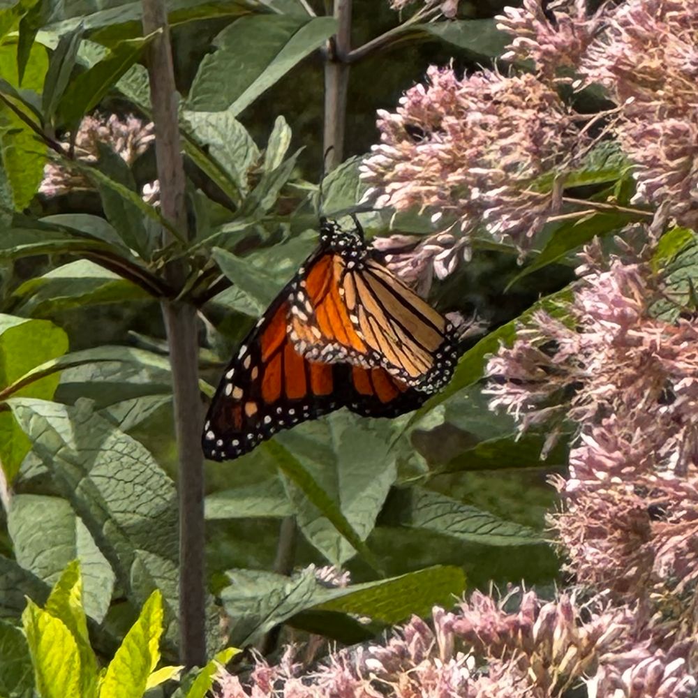 A monarch butterfly sips from the fuzzy pink flowers of a tall Joe Pye Weed plant