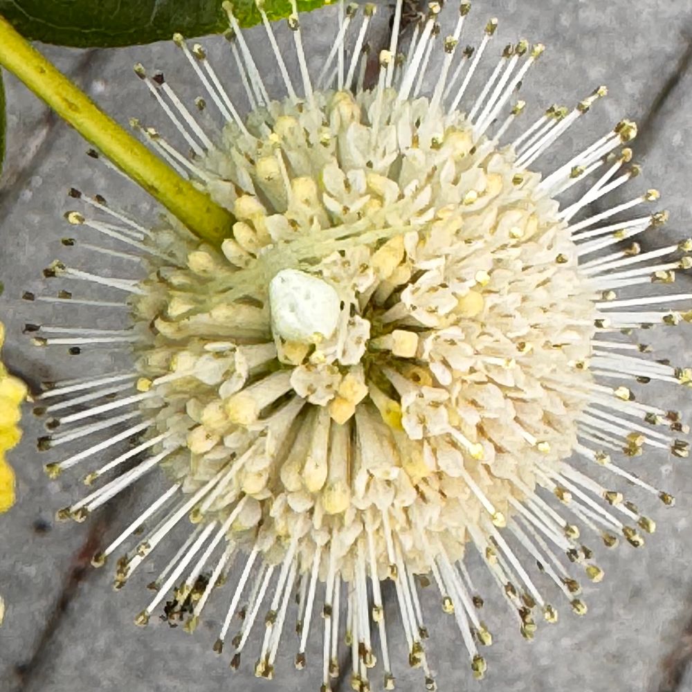 A tiny pale green spider sits on a spherical cluster of tiny flowers on a buttonbush (Cephalanthus occidentalis) shrub.