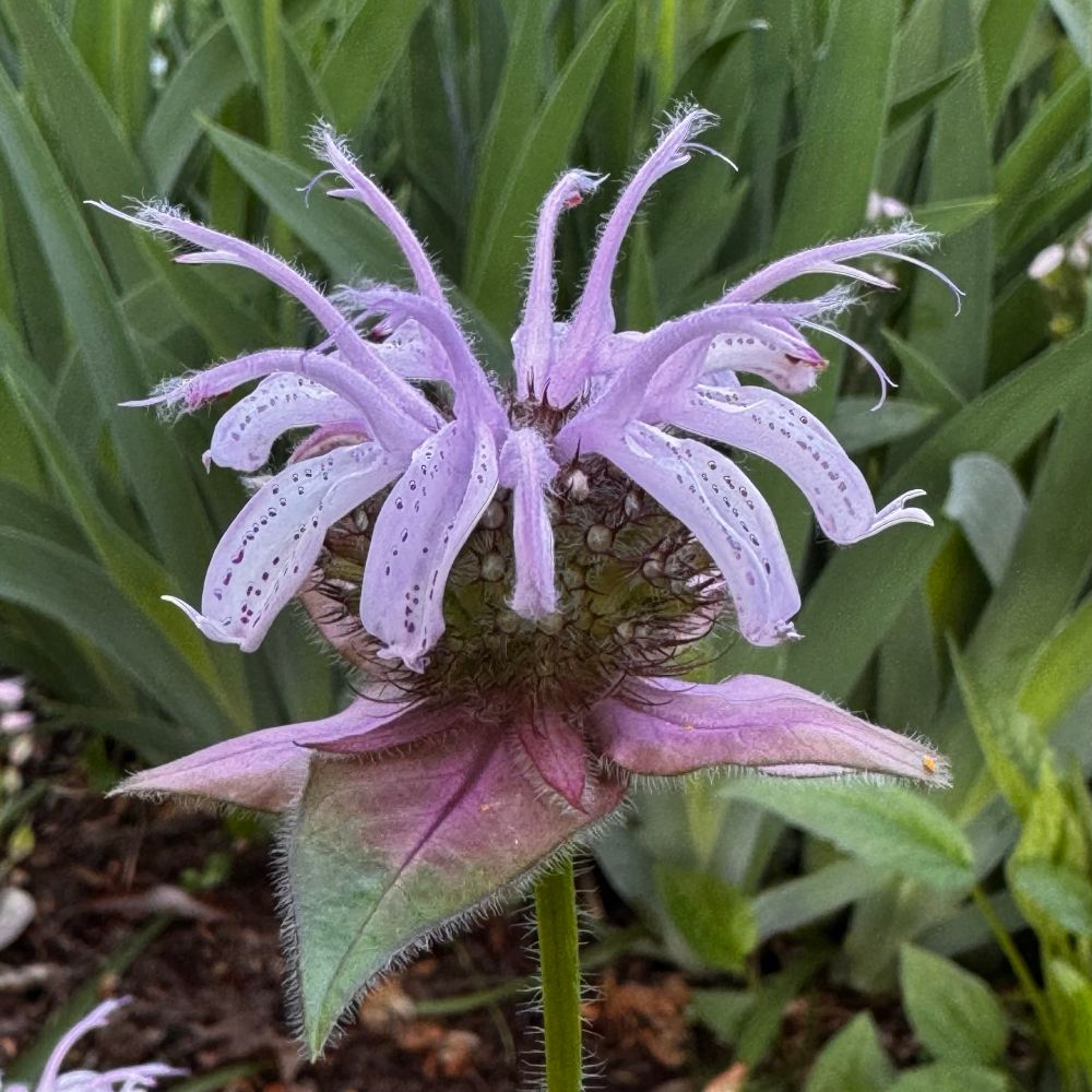 Bradbury’s Monarda, a low-growing bee balm