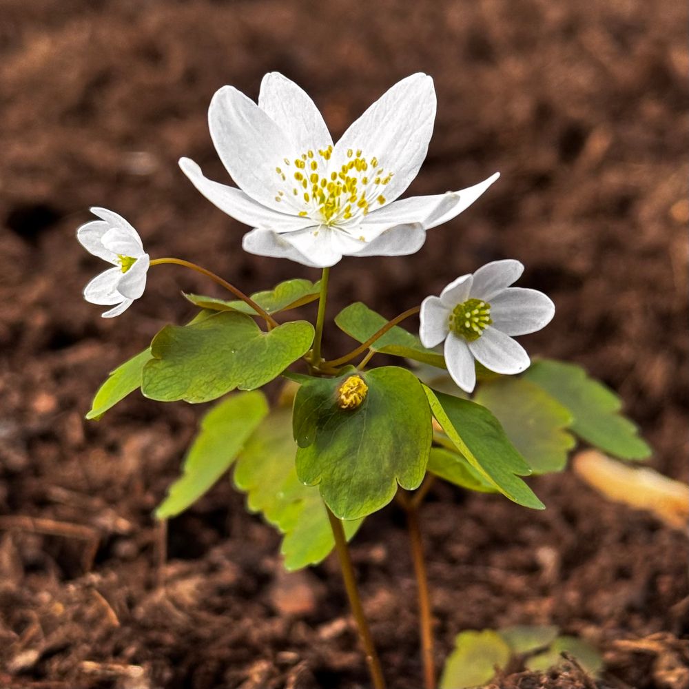 Rue anemone: small white flowers 
