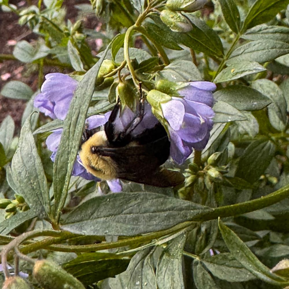 Large black and yellow bee on delicate blue flowers.