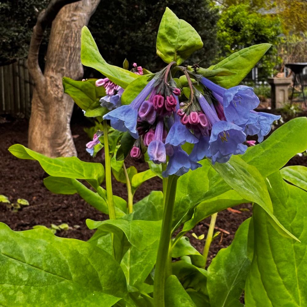 Virginia bluebells: blue bell-shaped flowers