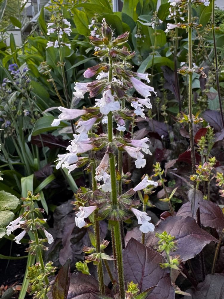 Lyreleaf sage, a low-growing plant with spiky pink flowers.